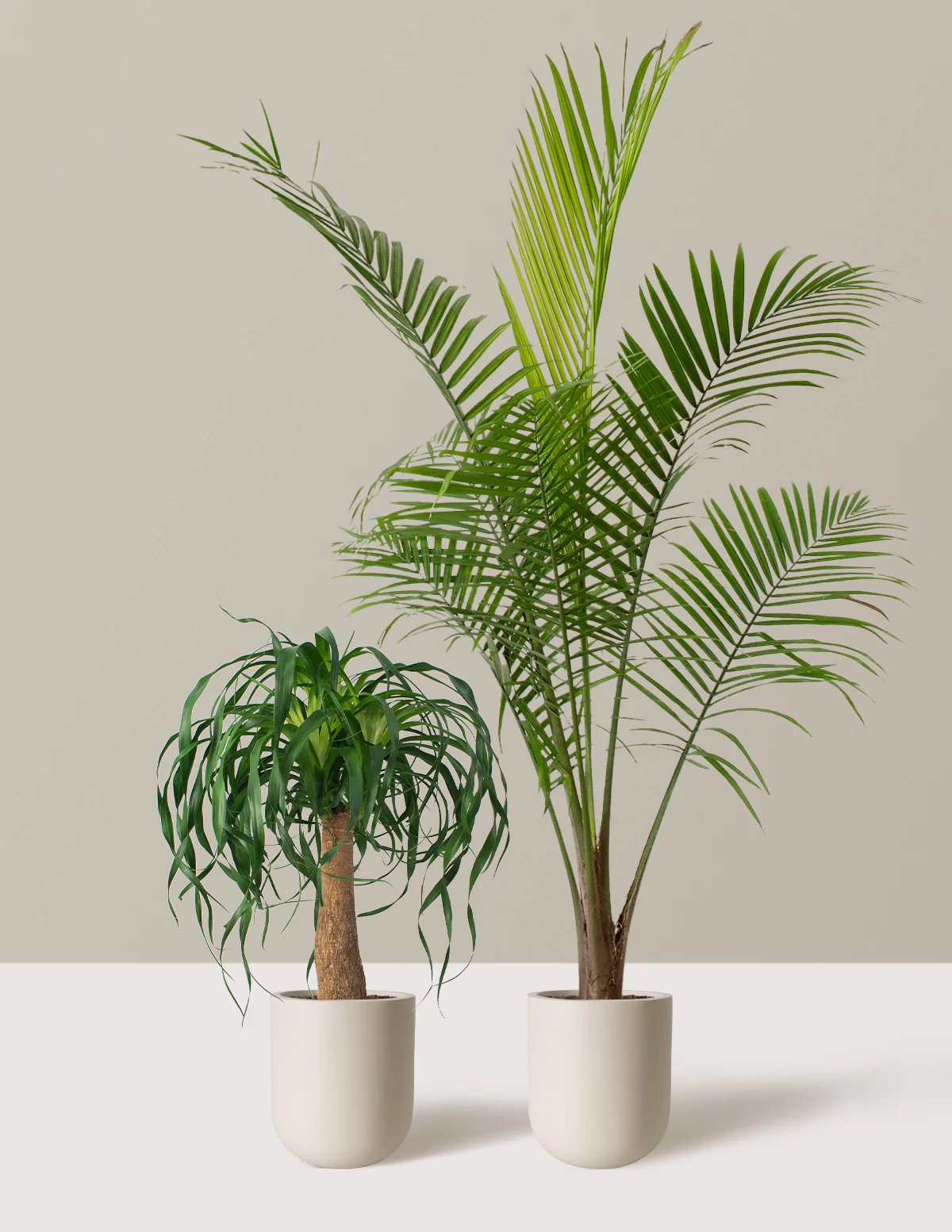 The Palm Bundle - Image 4