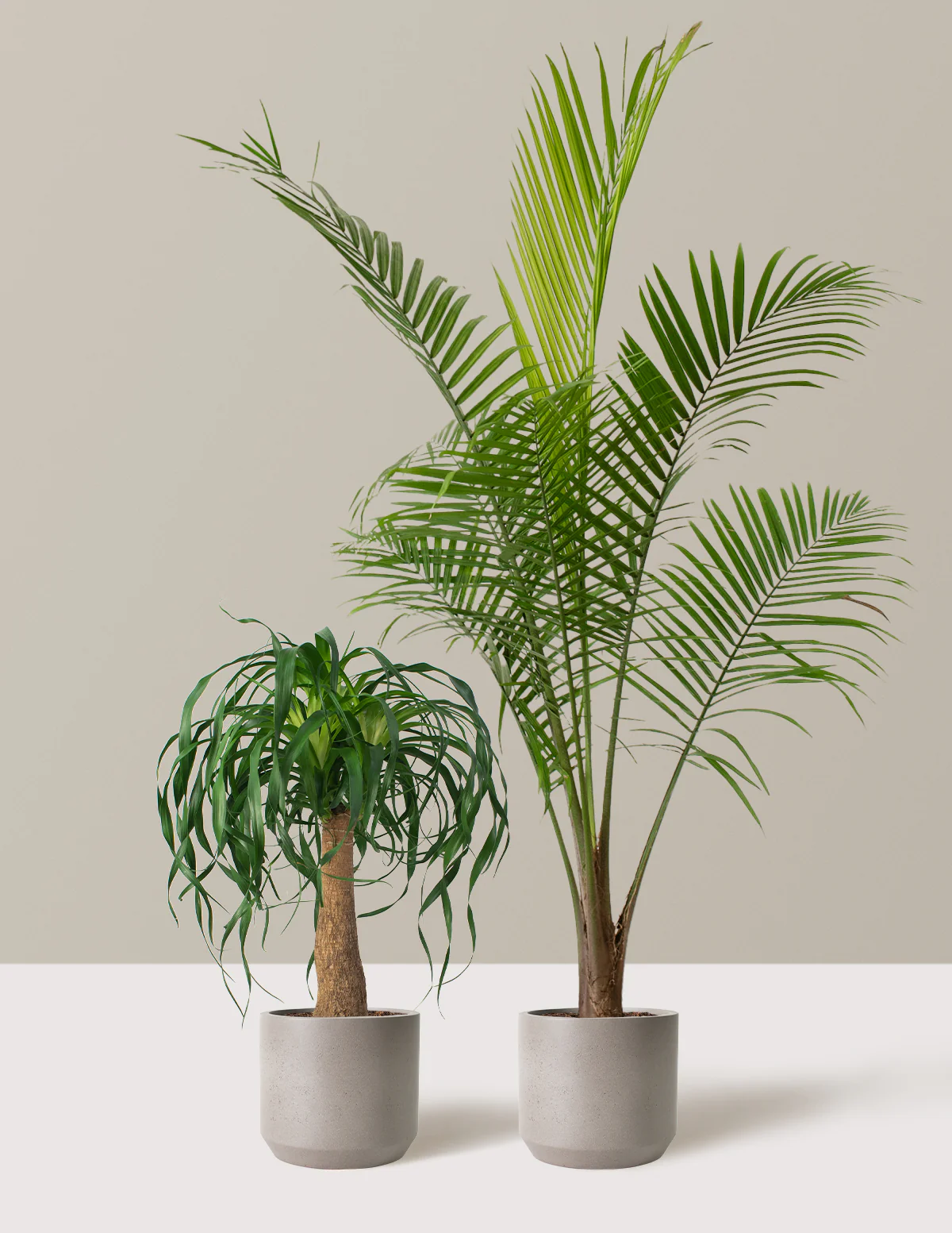 The Palm Bundle - Image 6