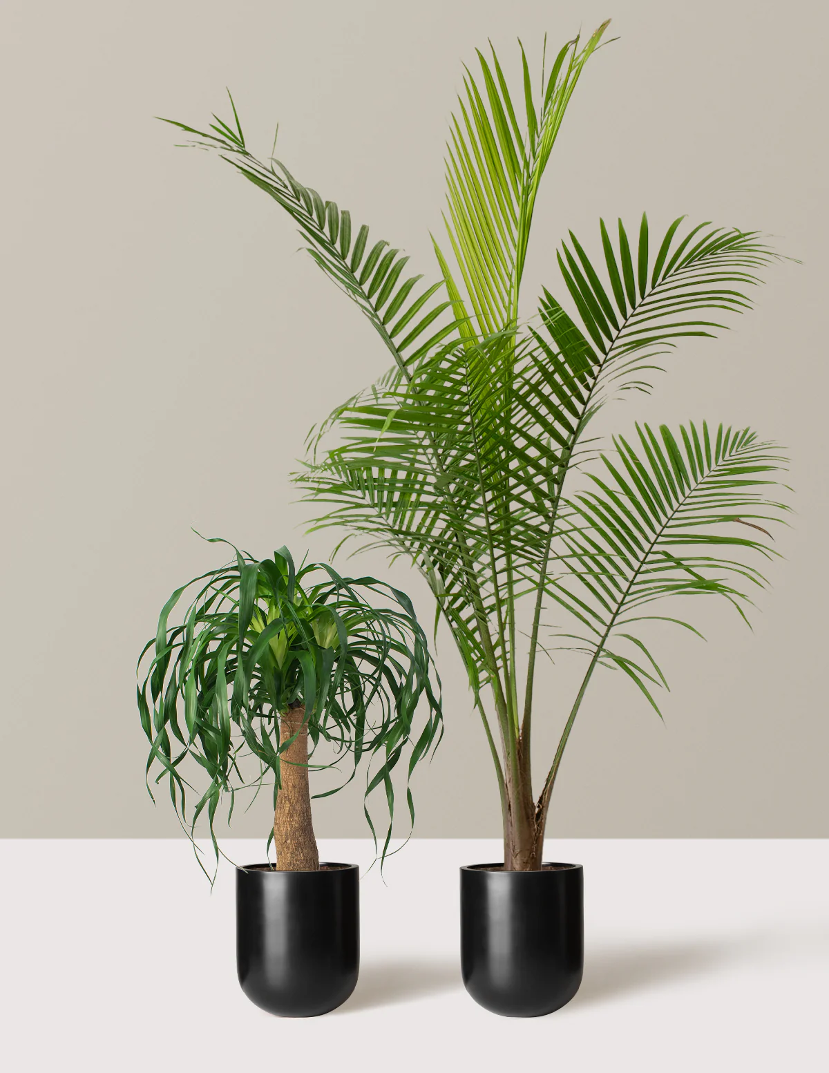 The Palm Bundle - Image 7