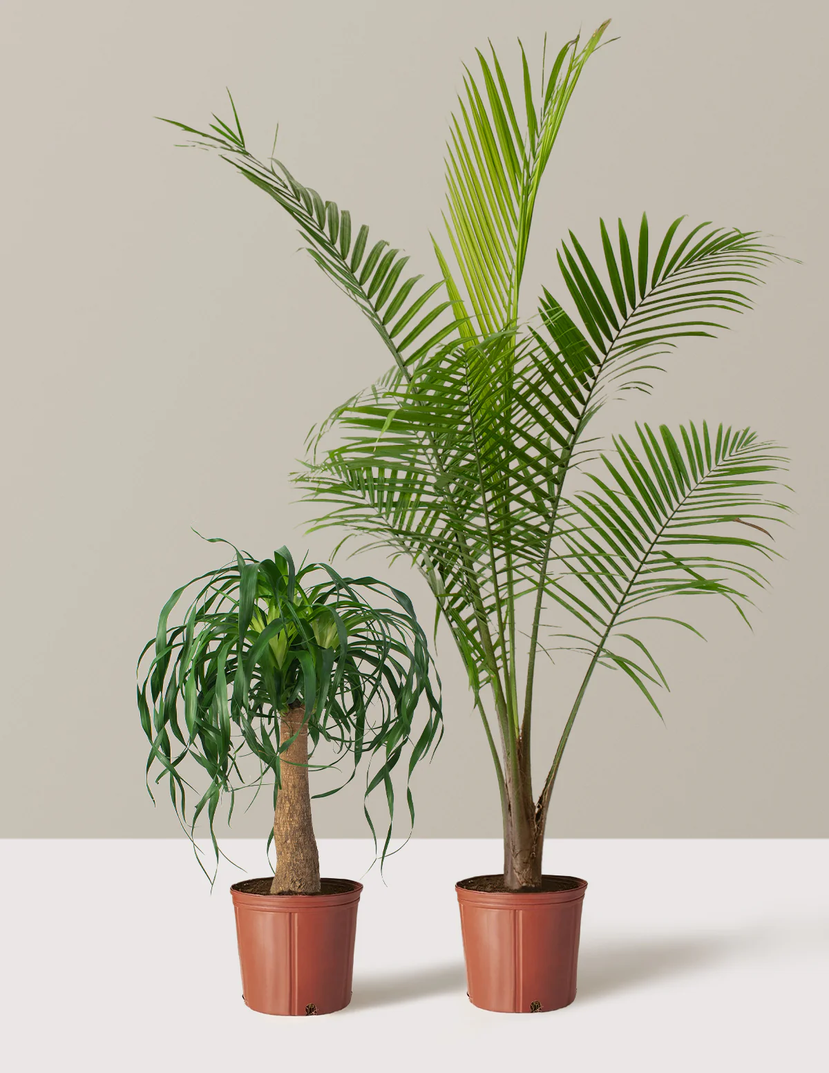 The Palm Bundle - Image 8