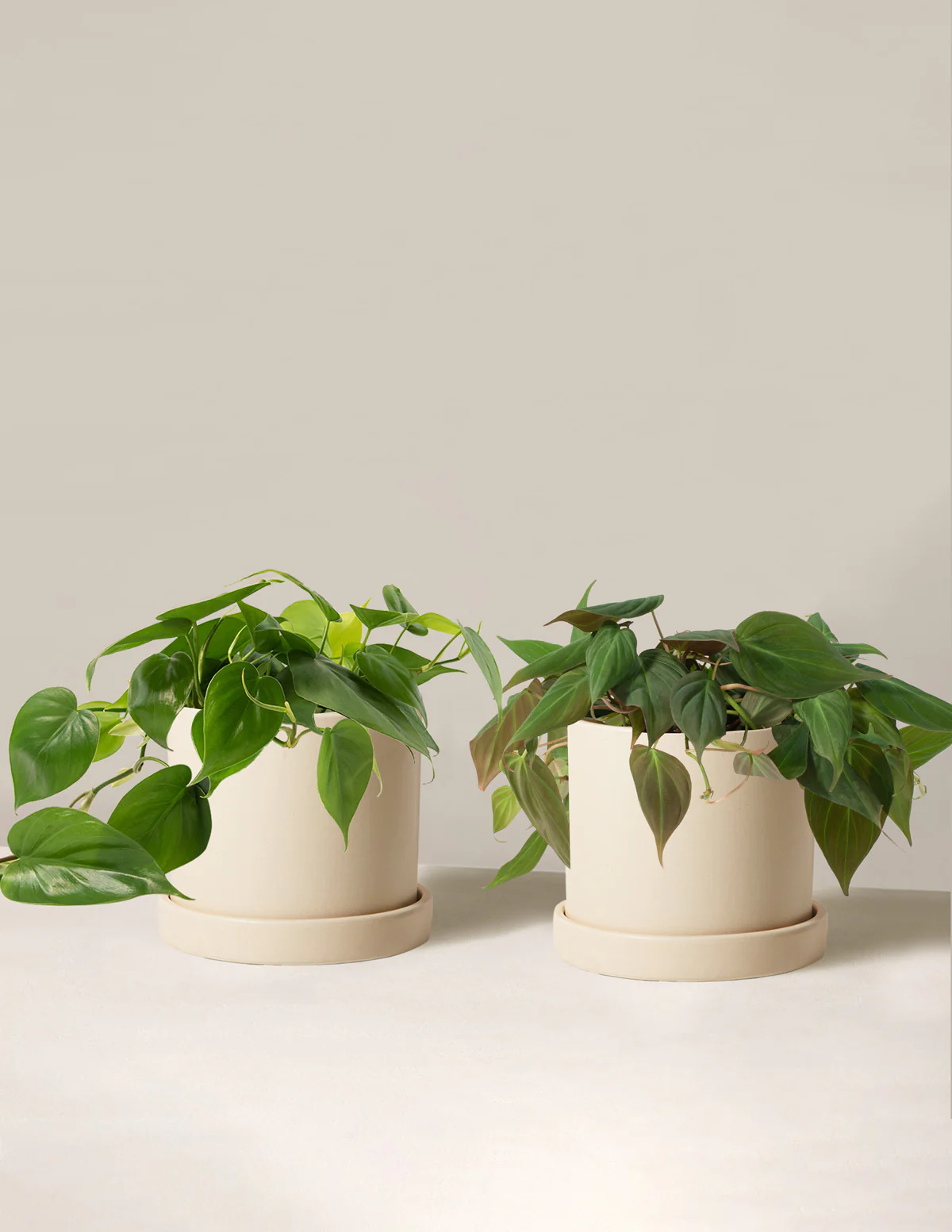The Philodendron Duo - Image 3