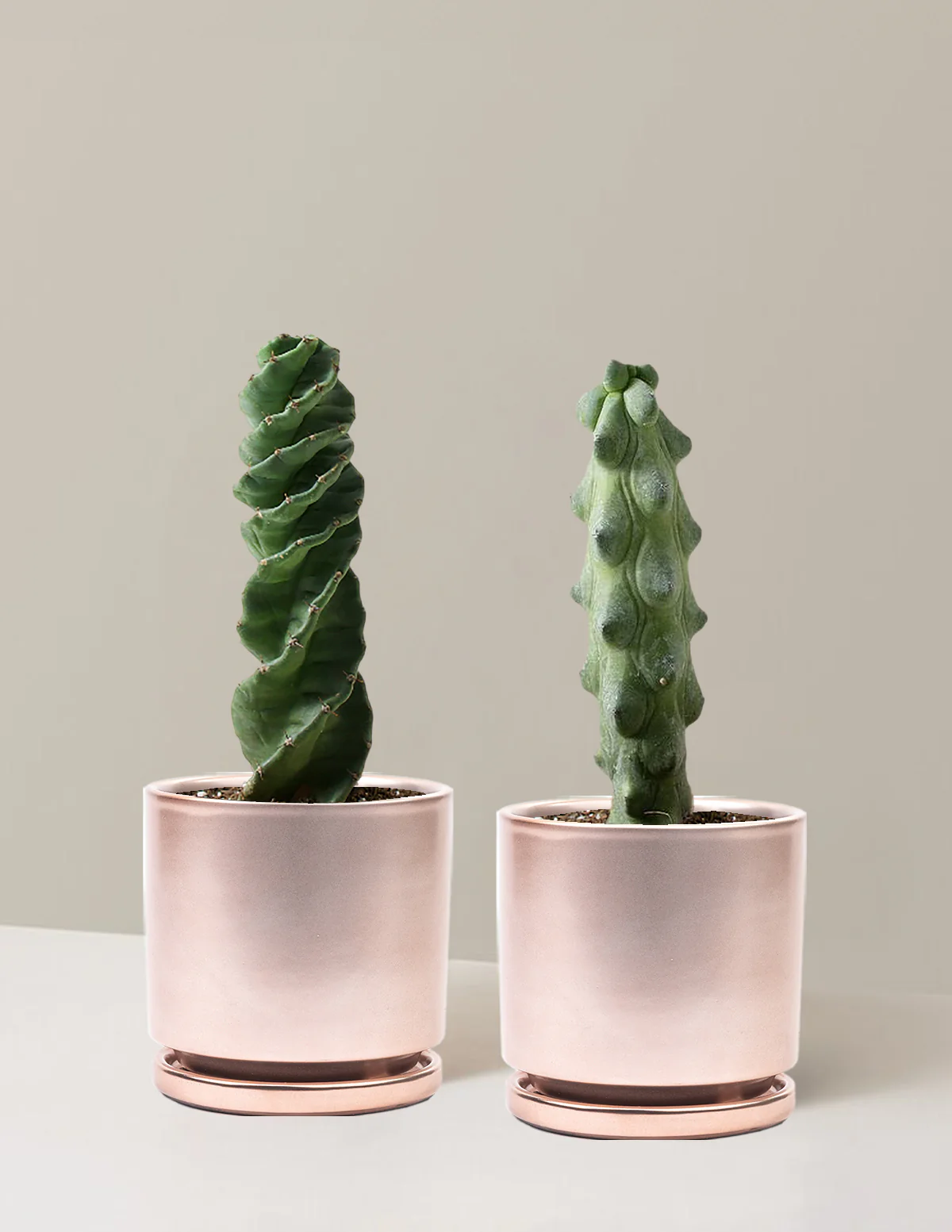 The Rare Cactus Duo - Image 10