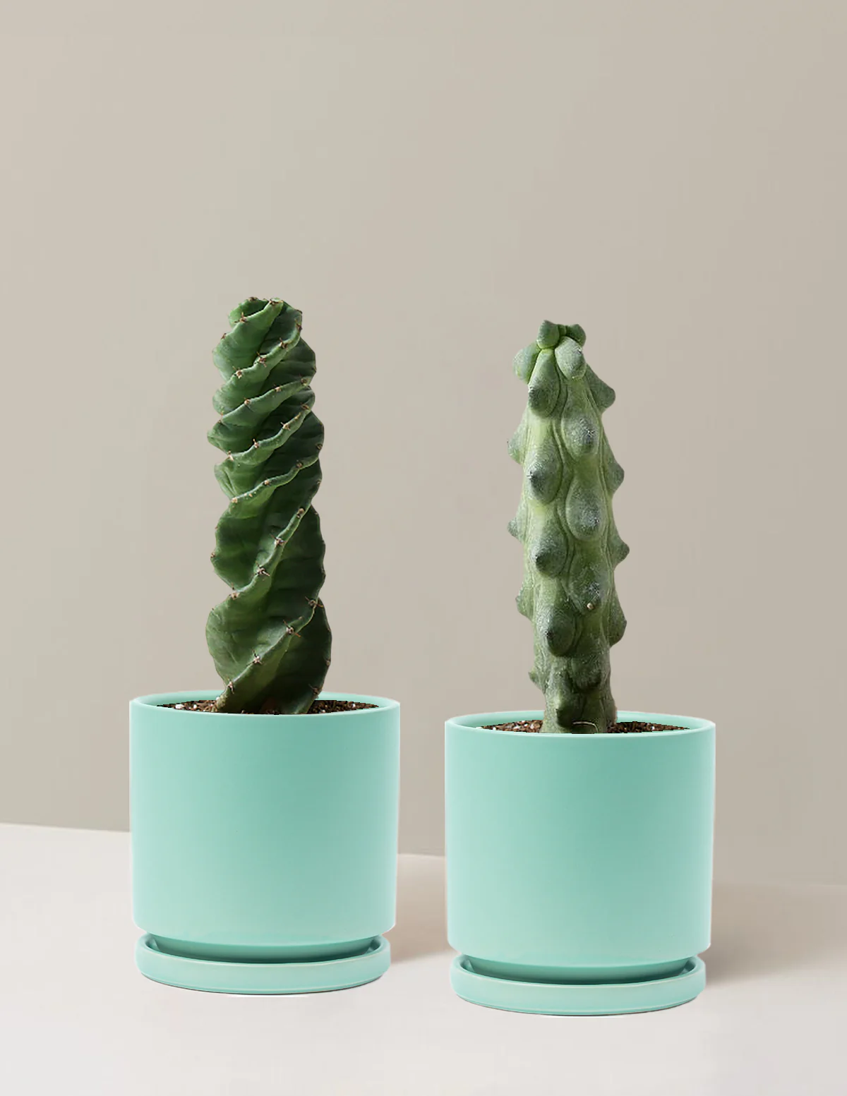 The Rare Cactus Duo - Image 11