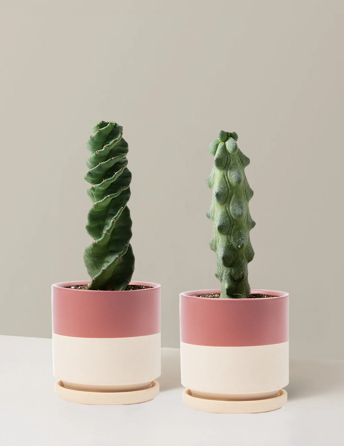 The Rare Cactus Duo - Image 12