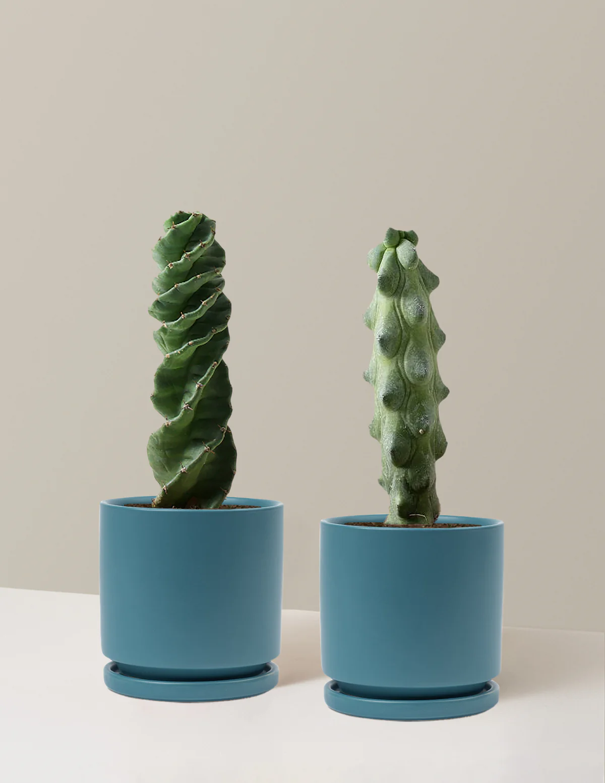 The Rare Cactus Duo - Image 13