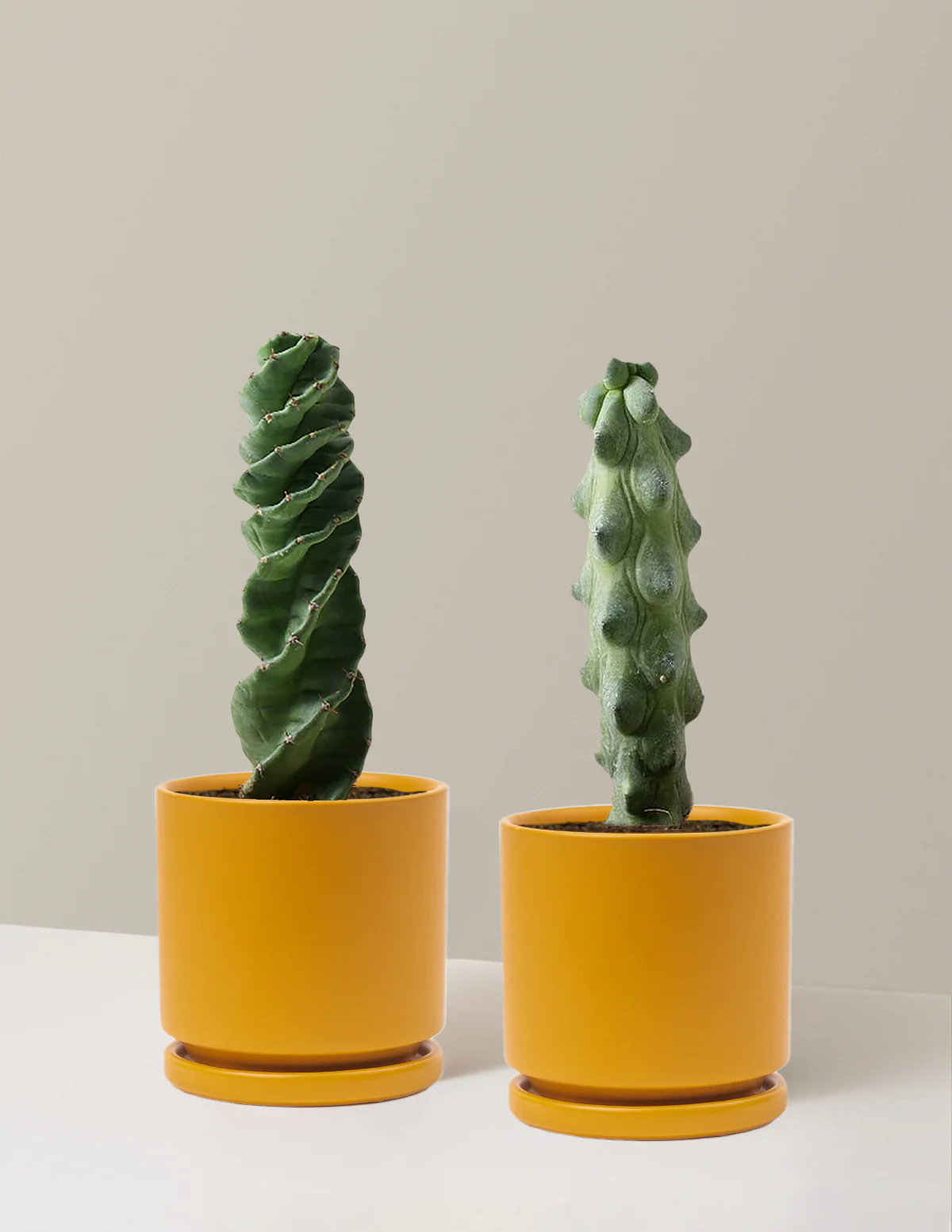 The Rare Cactus Duo - Image 14