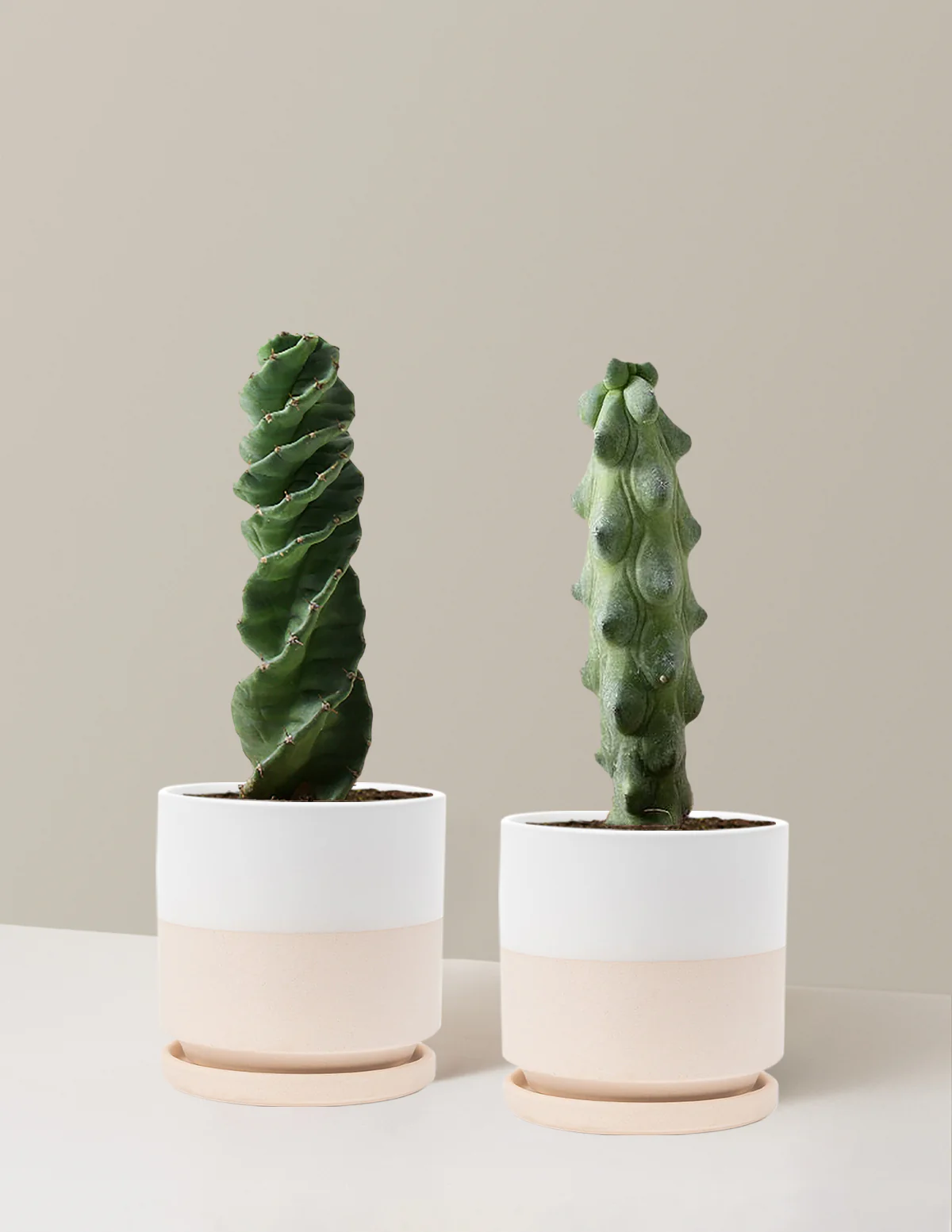 The Rare Cactus Duo - Image 15