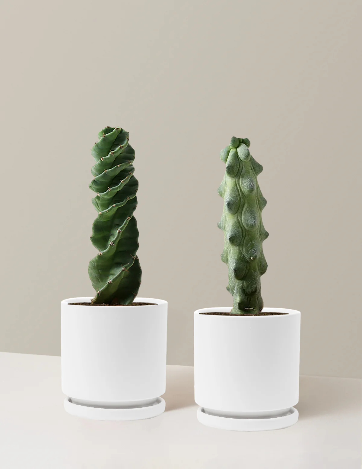 The Rare Cactus Duo - Image 16