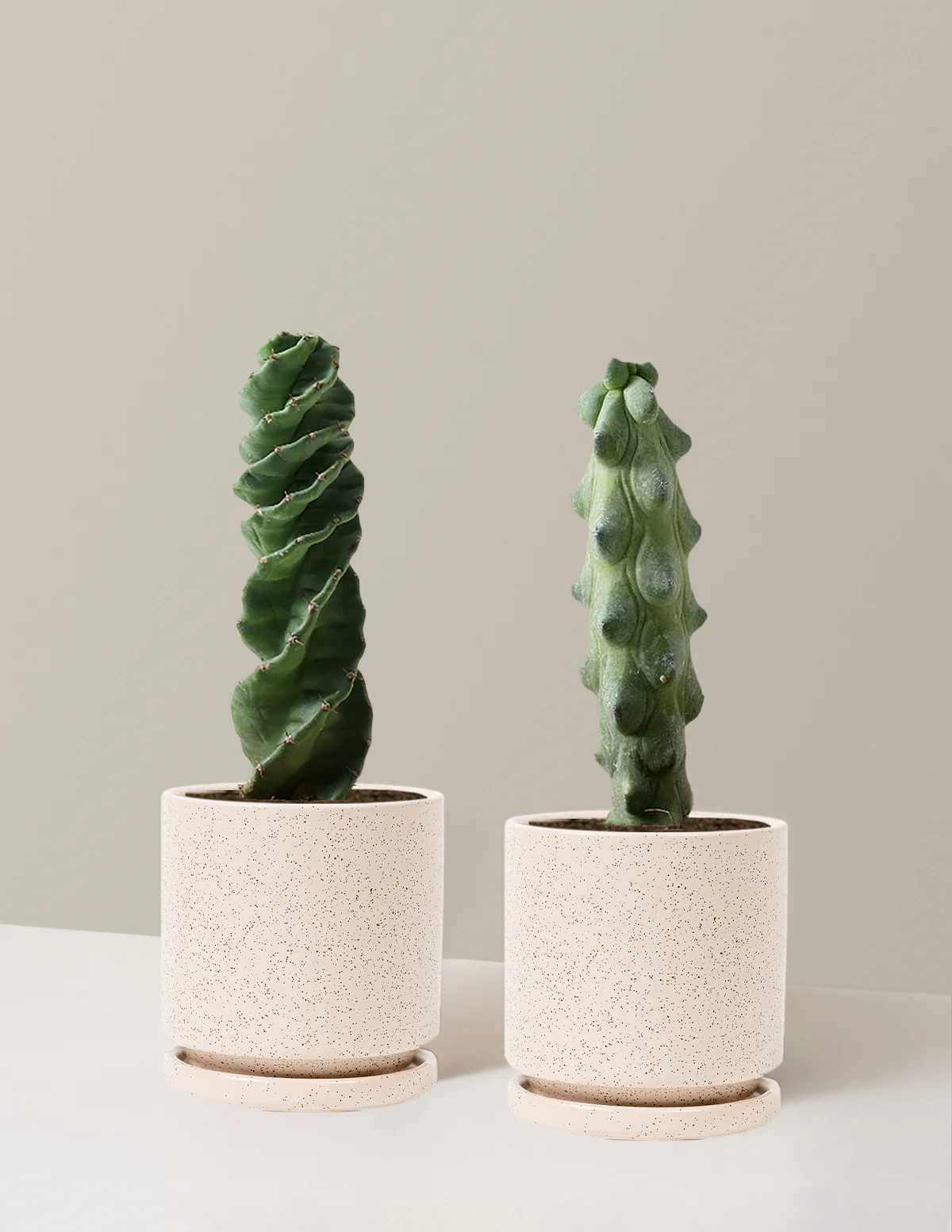 The Rare Cactus Duo - Image 17