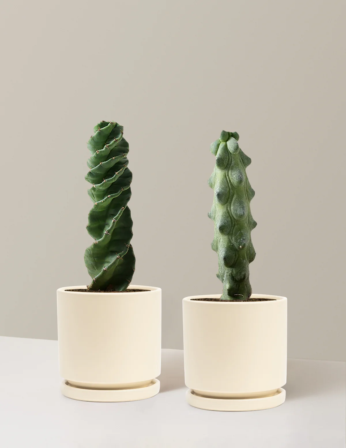 The Rare Cactus Duo - Image 18