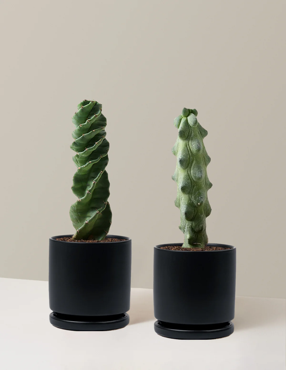 The Rare Cactus Duo - Image 19
