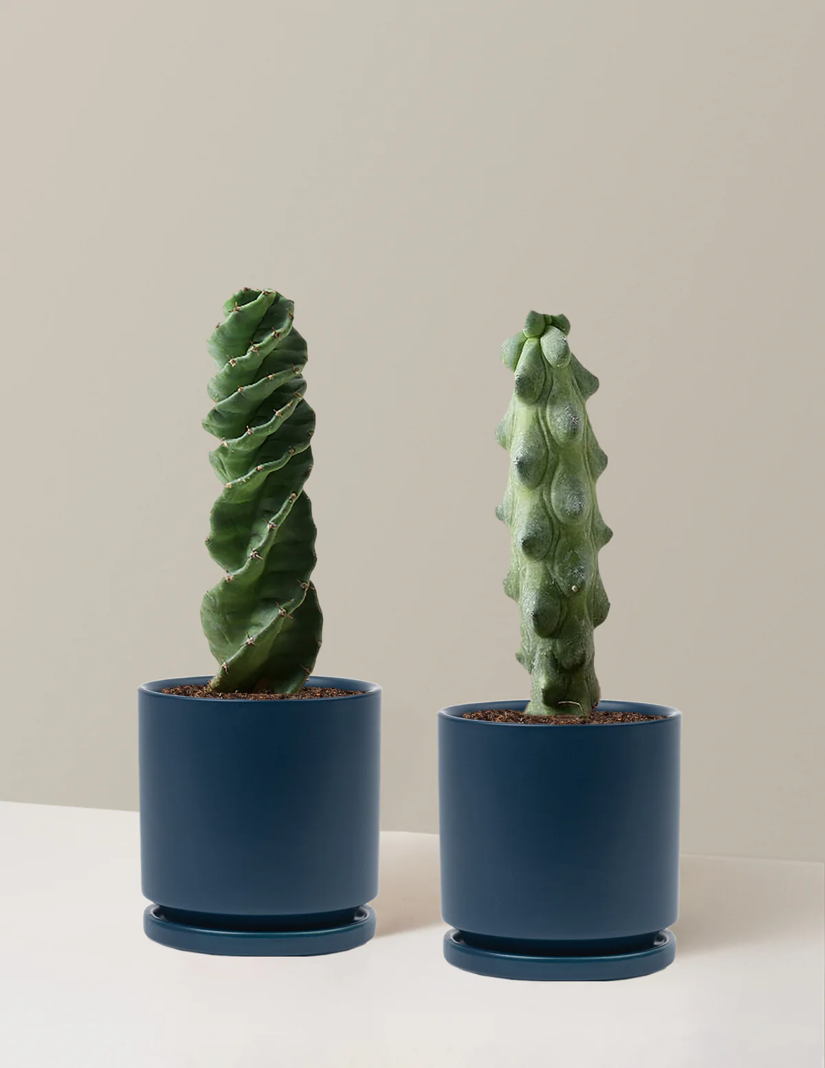 The Rare Cactus Duo - Image 20
