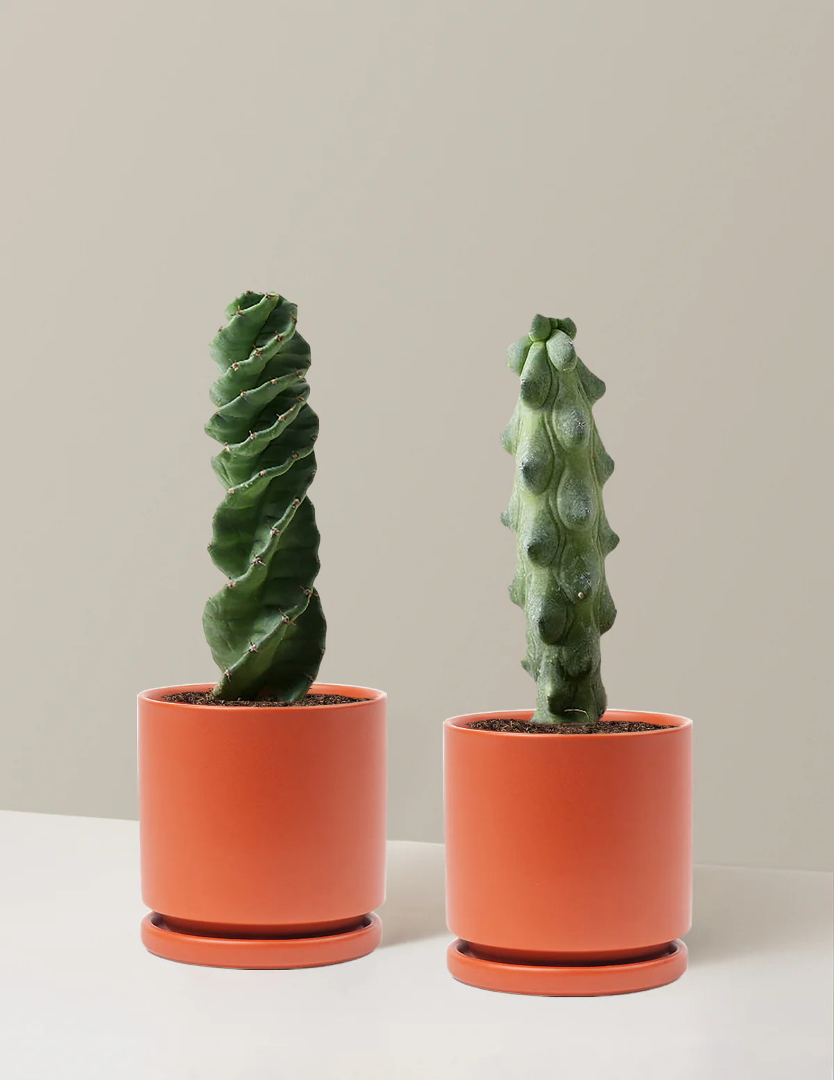 The Rare Cactus Duo - Image 21