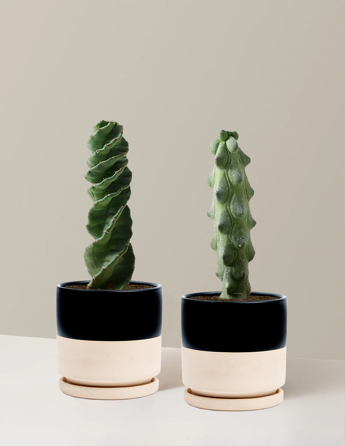 The Rare Cactus Duo - Image 22
