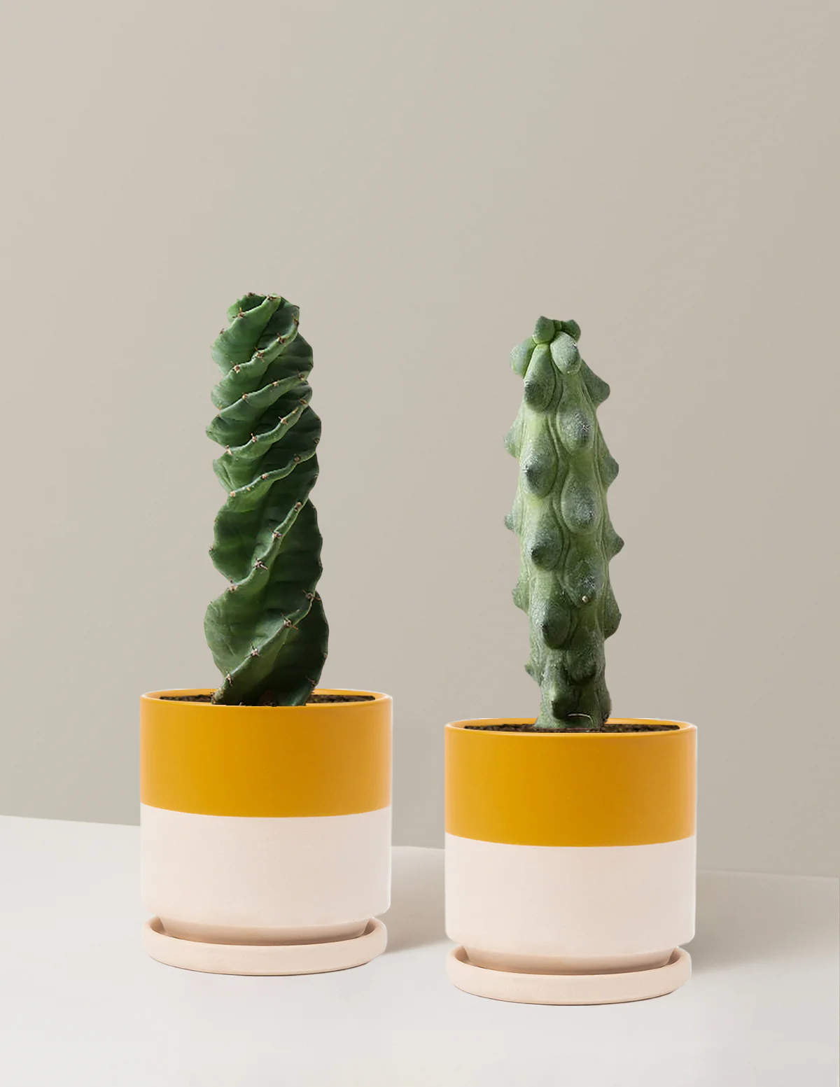 The Rare Cactus Duo - Image 23