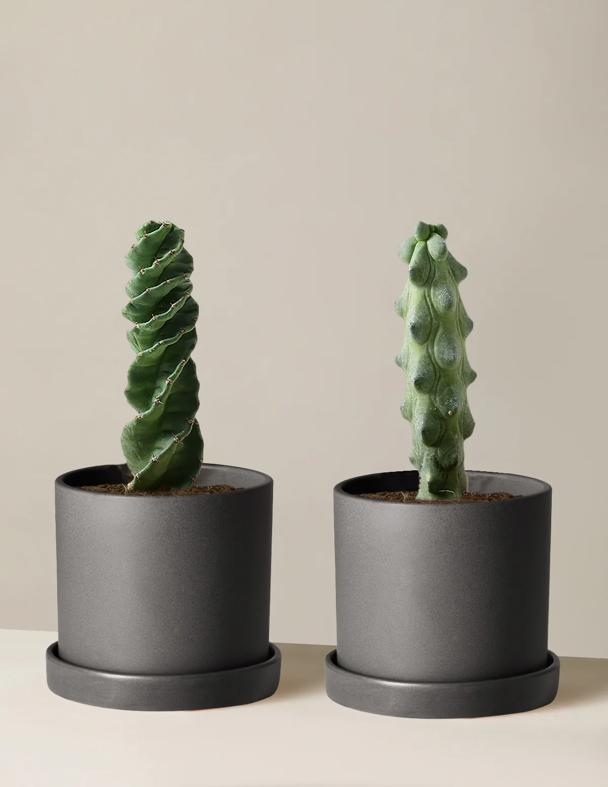 The Rare Cactus Duo - Image 3