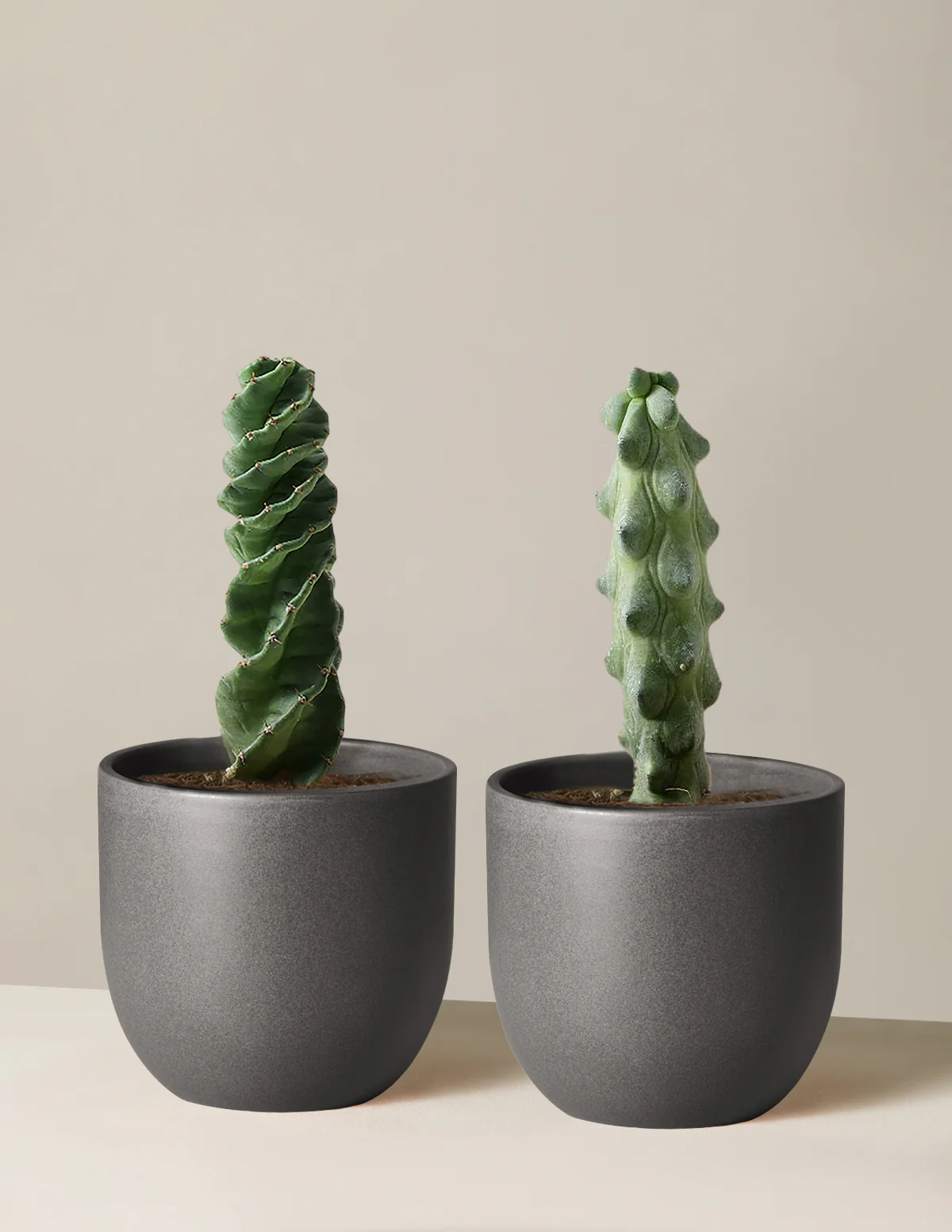 The Rare Cactus Duo - Image 4