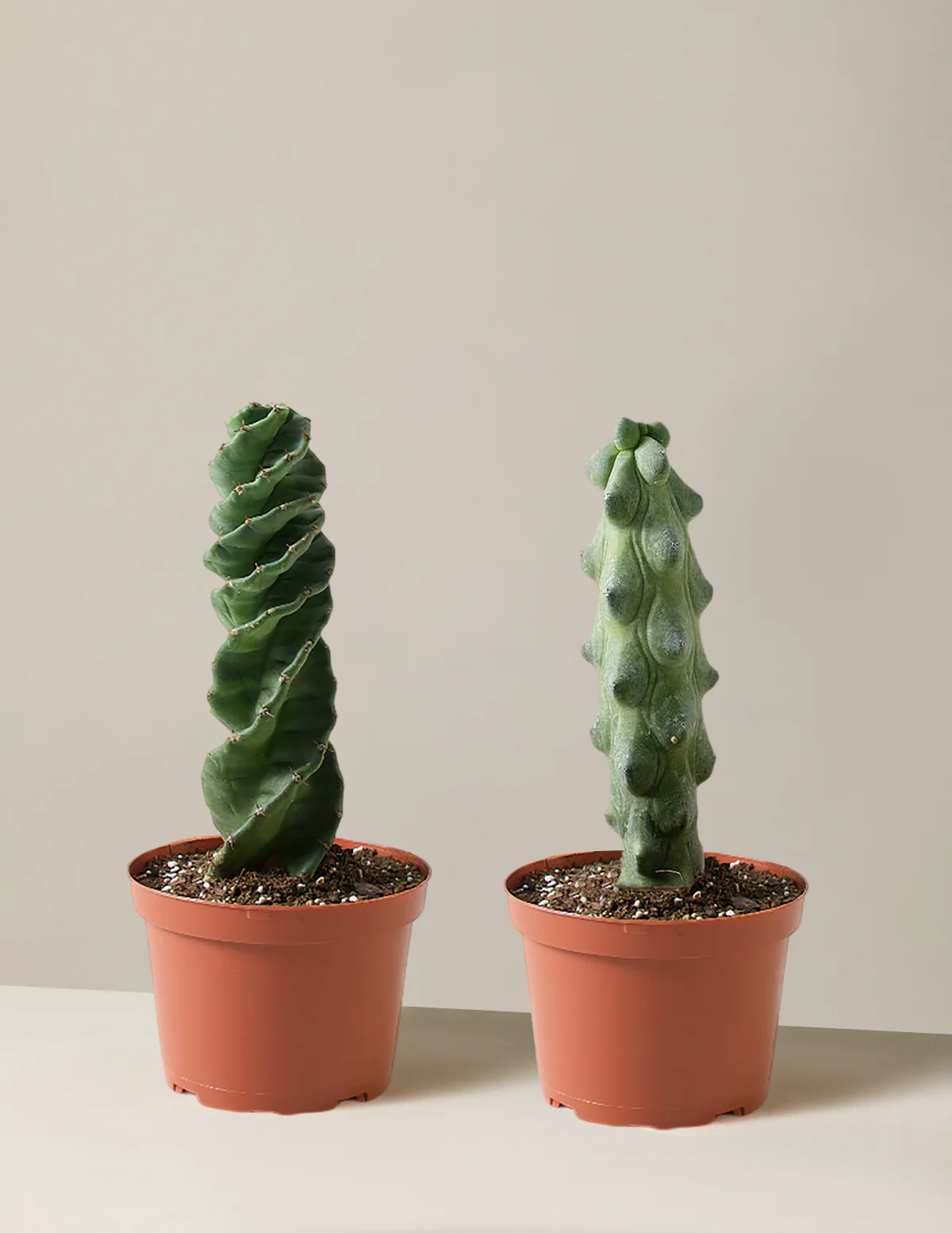 The Rare Cactus Duo - Image 5