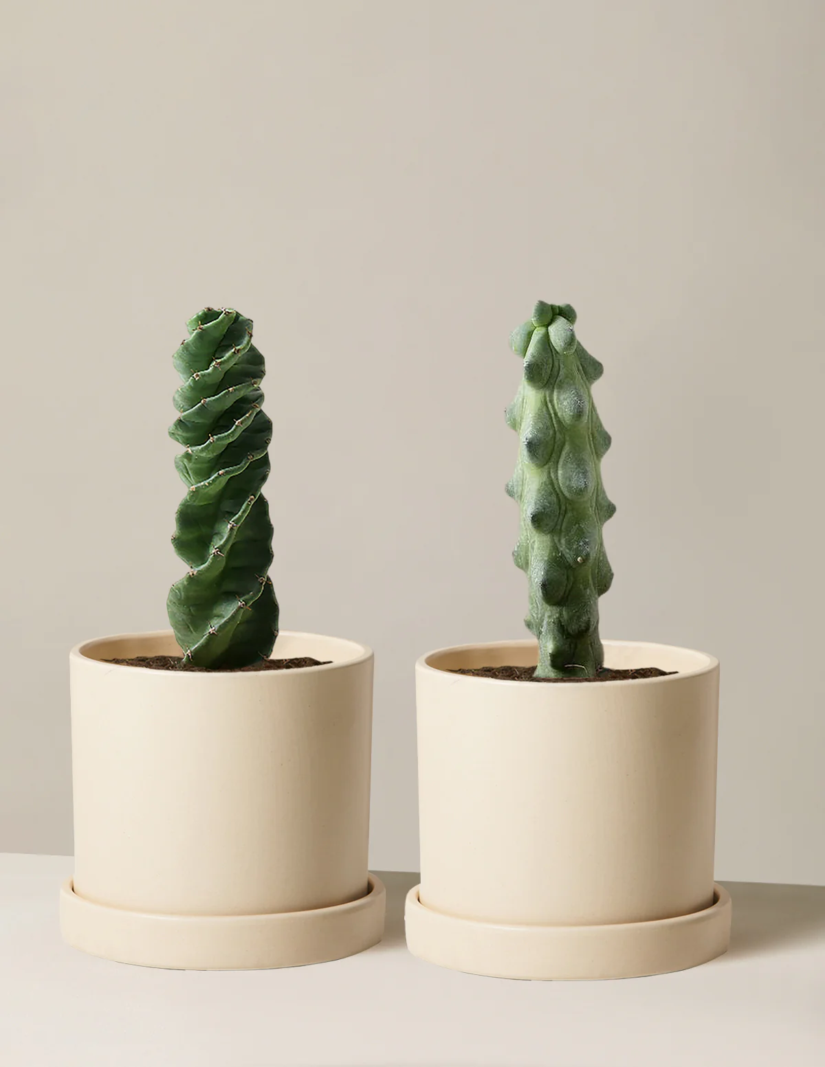The Rare Cactus Duo - Image 6