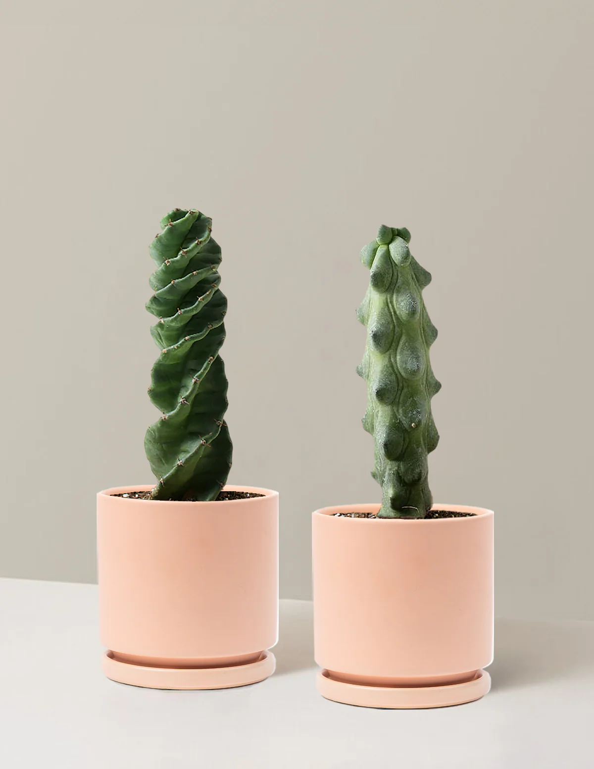 The Rare Cactus Duo - Image 7