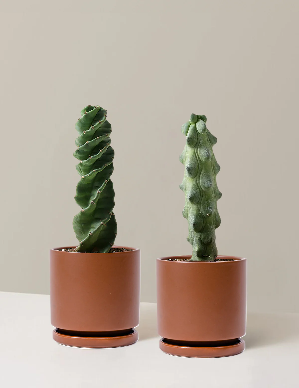 The Rare Cactus Duo - Image 8