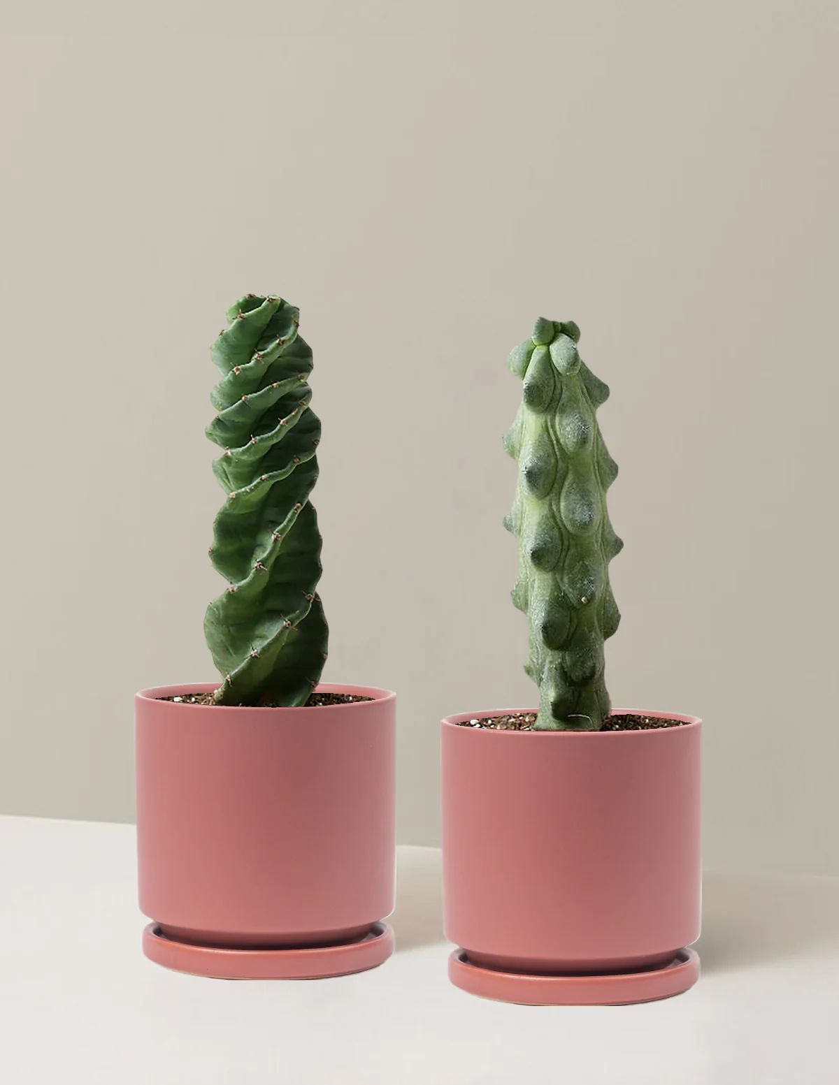 The Rare Cactus Duo - Image 9