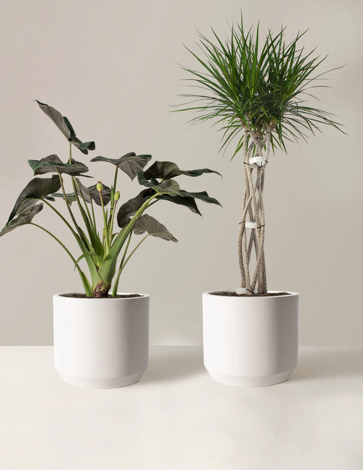The Royal Weave Duo - Image 3
