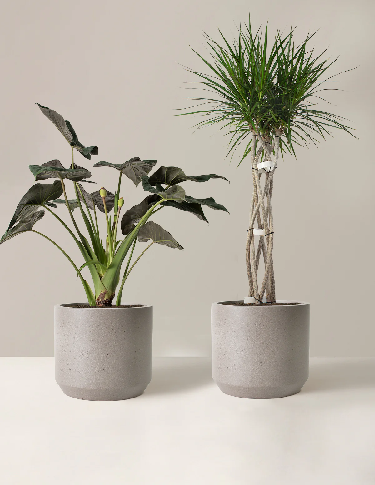 The Royal Weave Duo - Image 4
