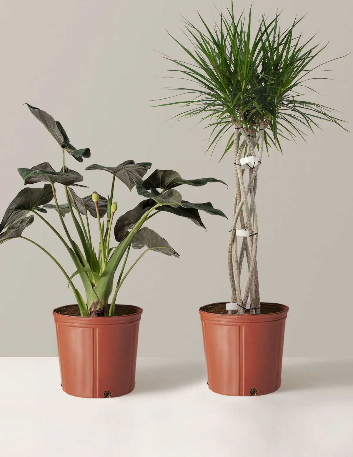 The Royal Weave Duo - Image 5