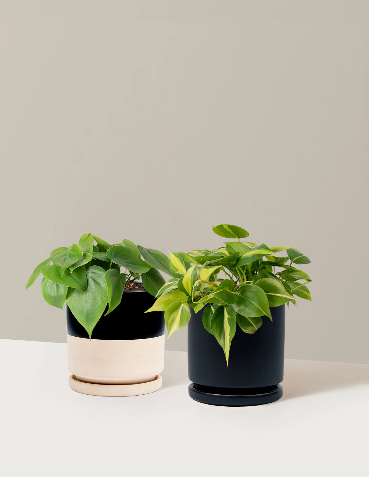 The Trailing Philodendron Duo - Image 14