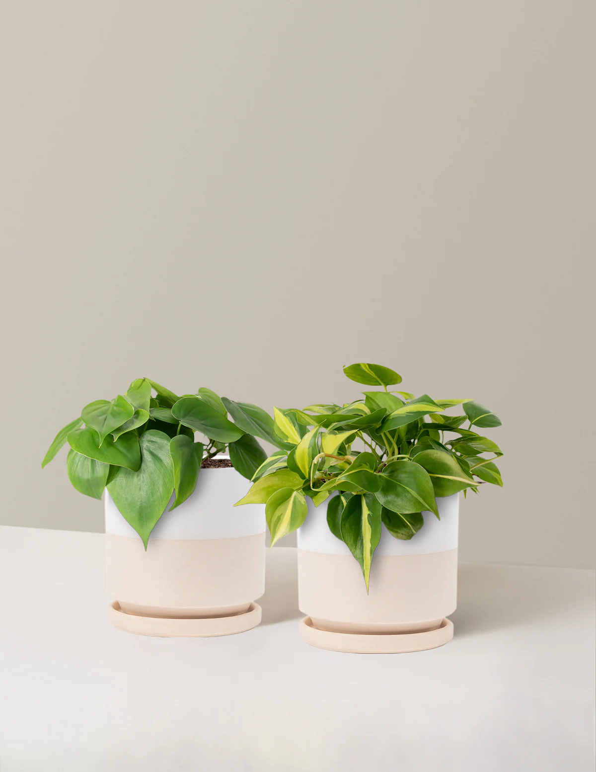 The Trailing Philodendron Duo - Image 25