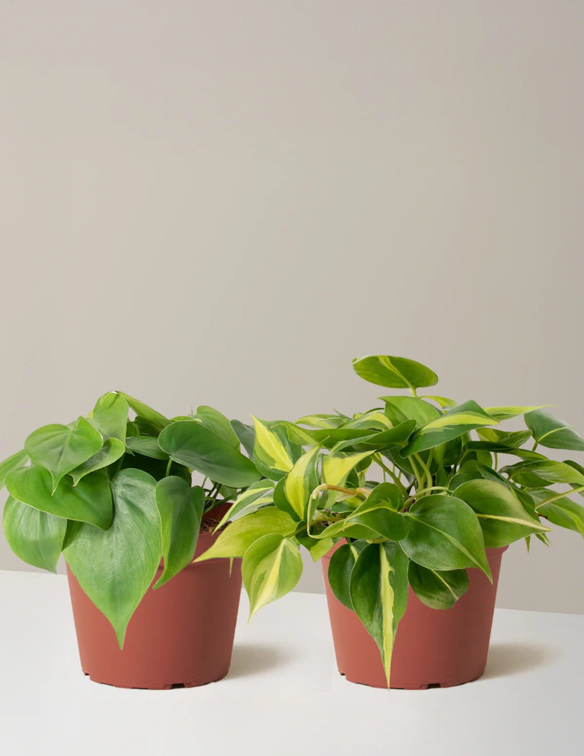 The Trailing Philodendron Duo - Image 5