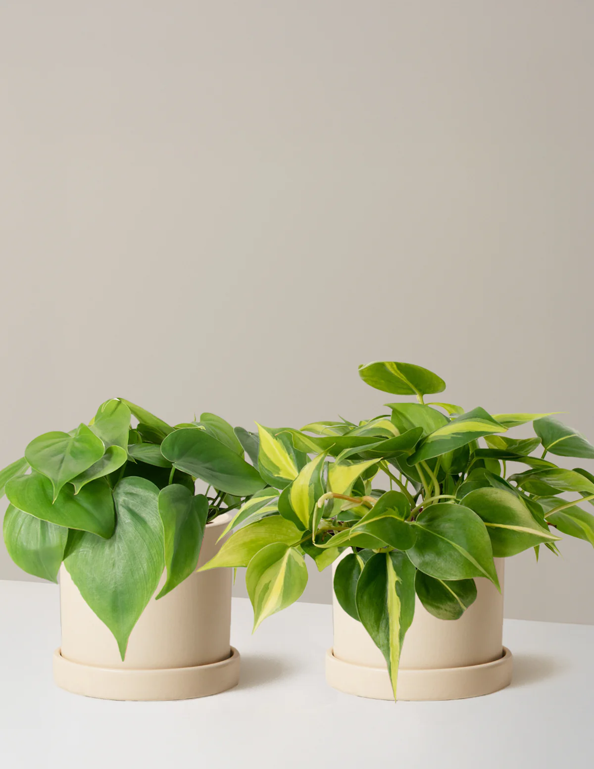 The Trailing Philodendron Duo - Image 9