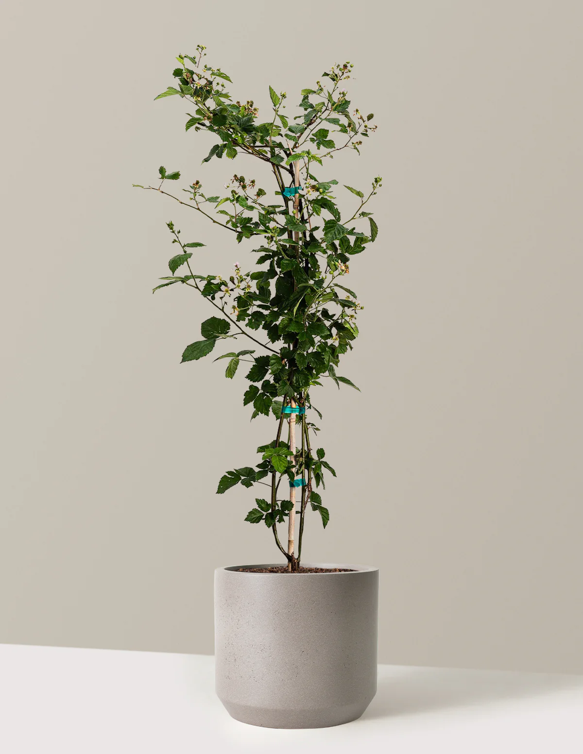 Thornless Blackberry Bush - Image 10