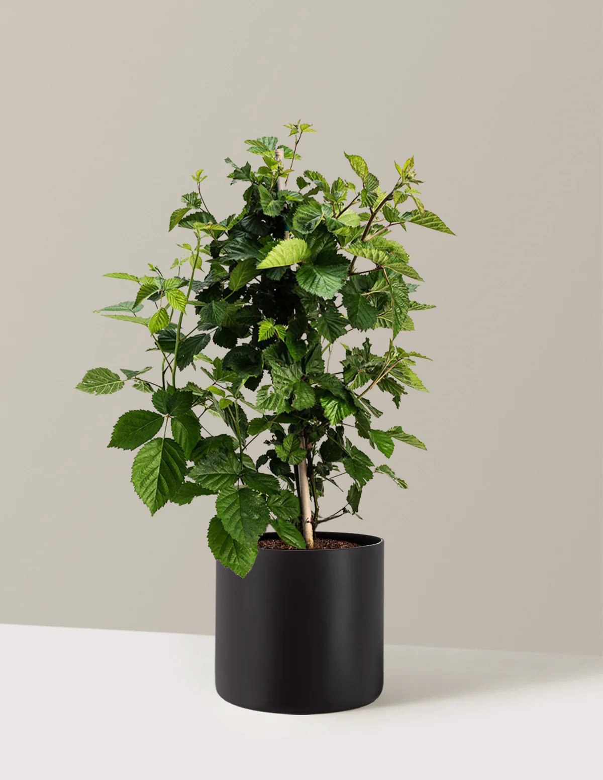 Thornless Blackberry Bush - Image 18