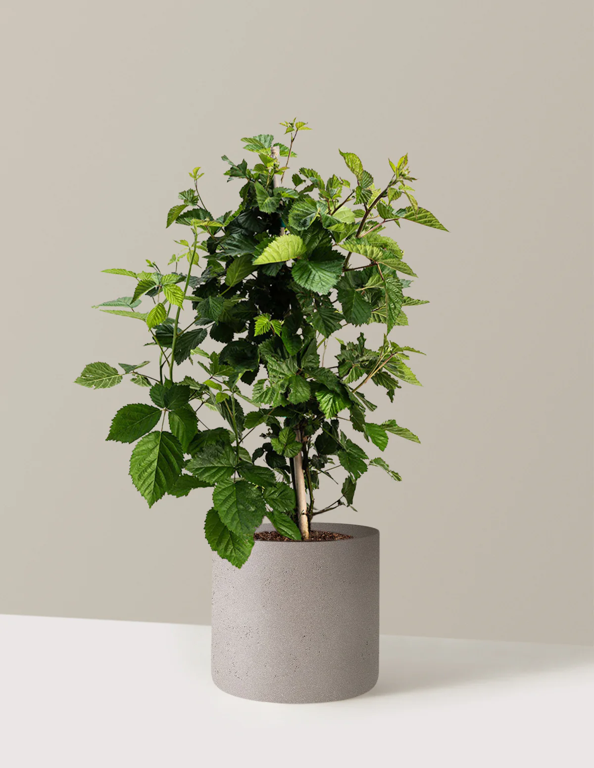 Thornless Blackberry Bush - Image 19