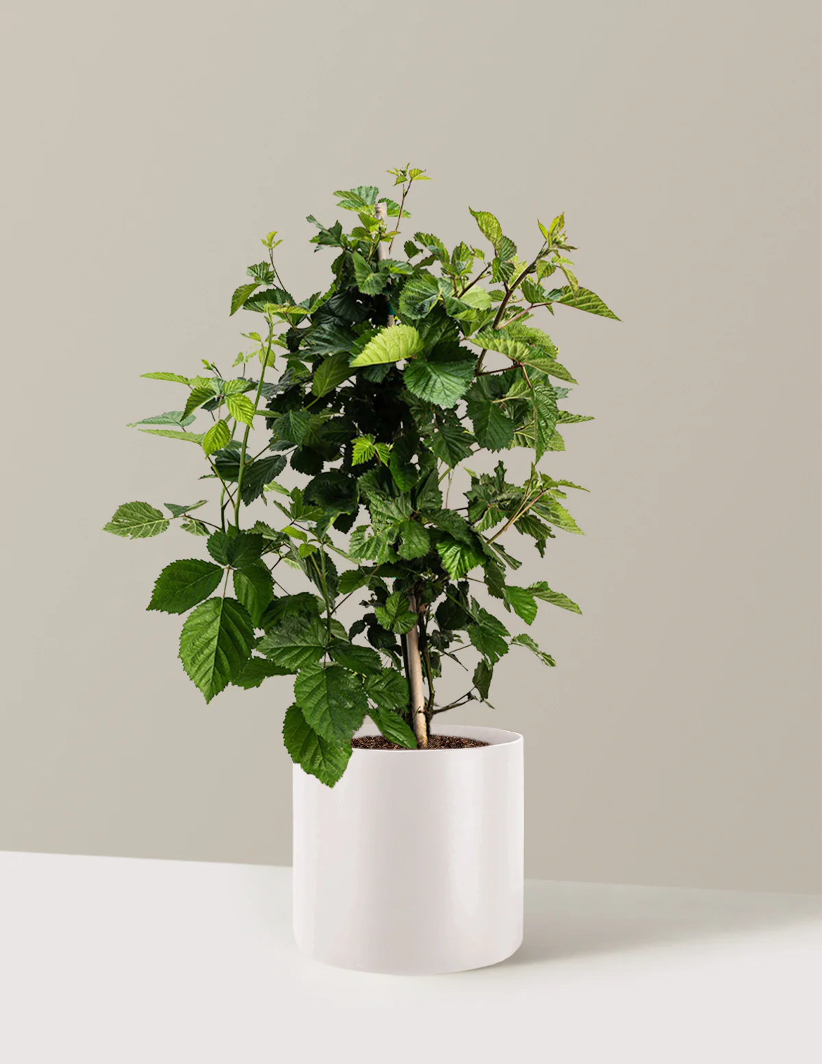 Thornless Blackberry Bush - Image 20