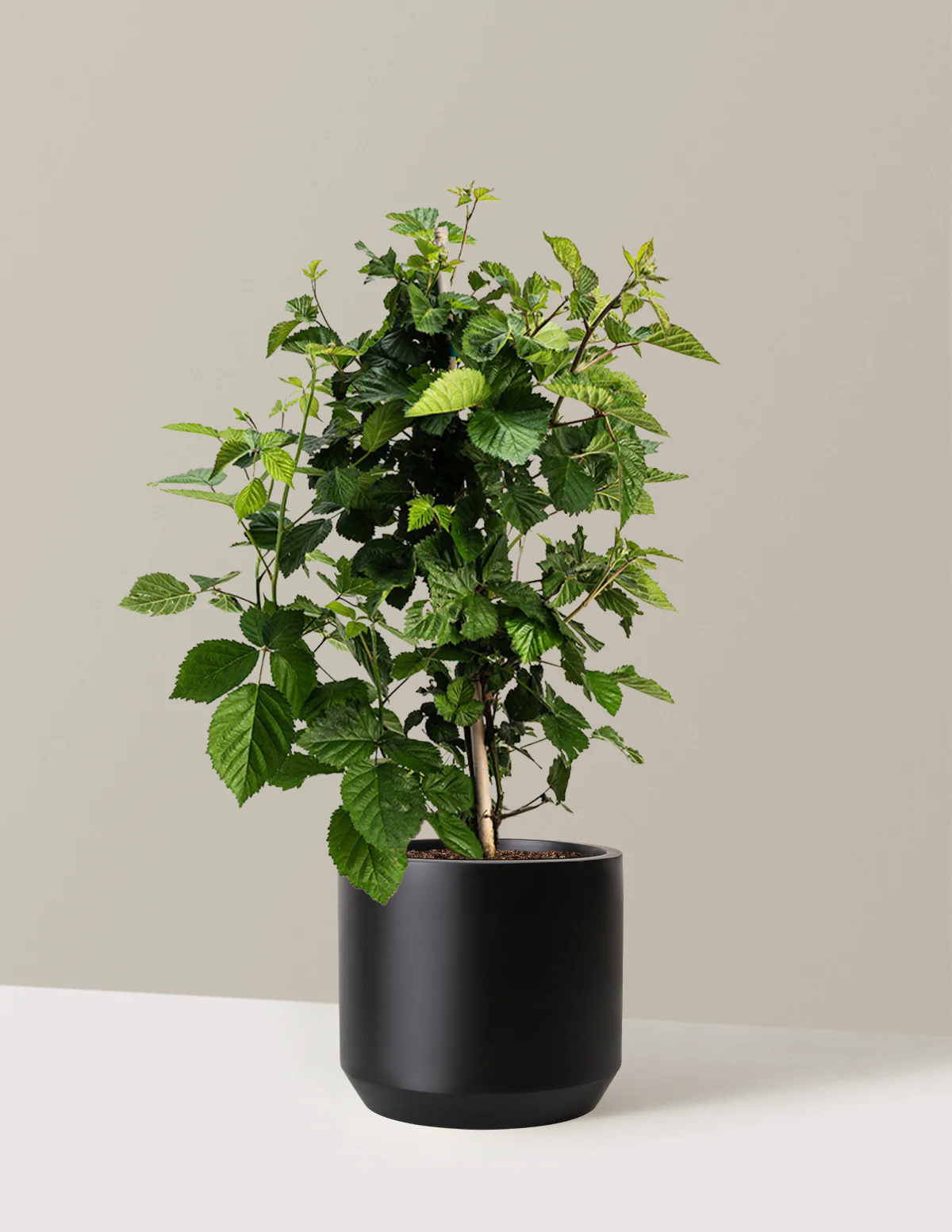 Thornless Blackberry Bush - Image 21