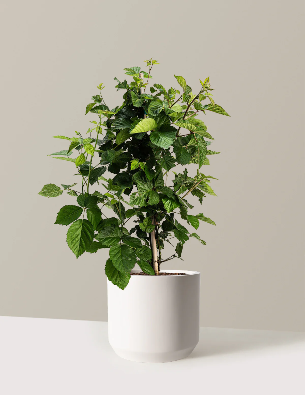 Thornless Blackberry Bush - Image 22
