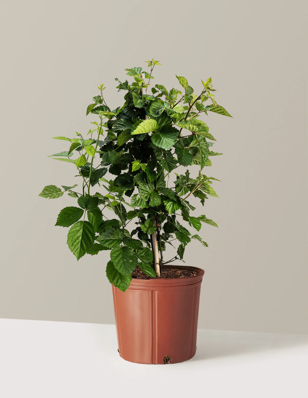 Thornless Blackberry Bush - Image 23