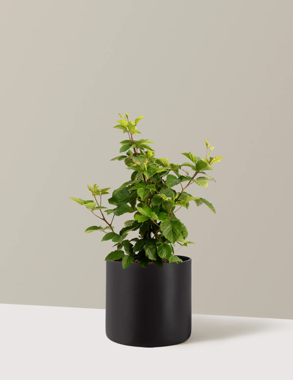 Thornless Blackberry Bush - Image 30