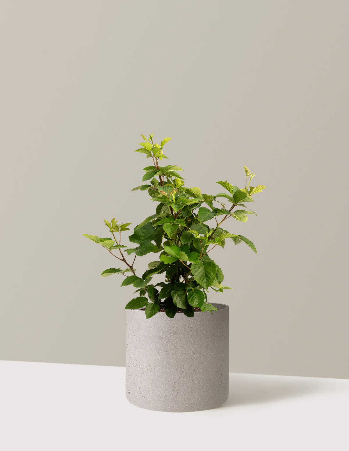 Thornless Blackberry Bush - Image 31