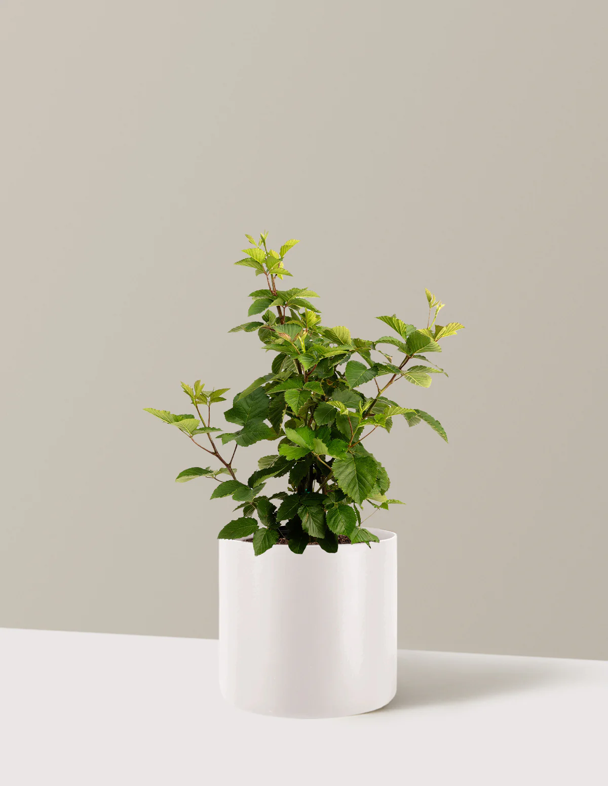 Thornless Blackberry Bush - Image 32