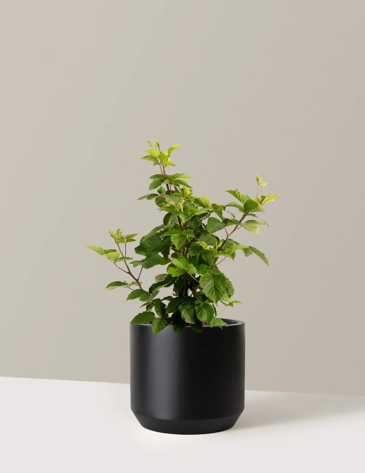 Thornless Blackberry Bush - Image 33