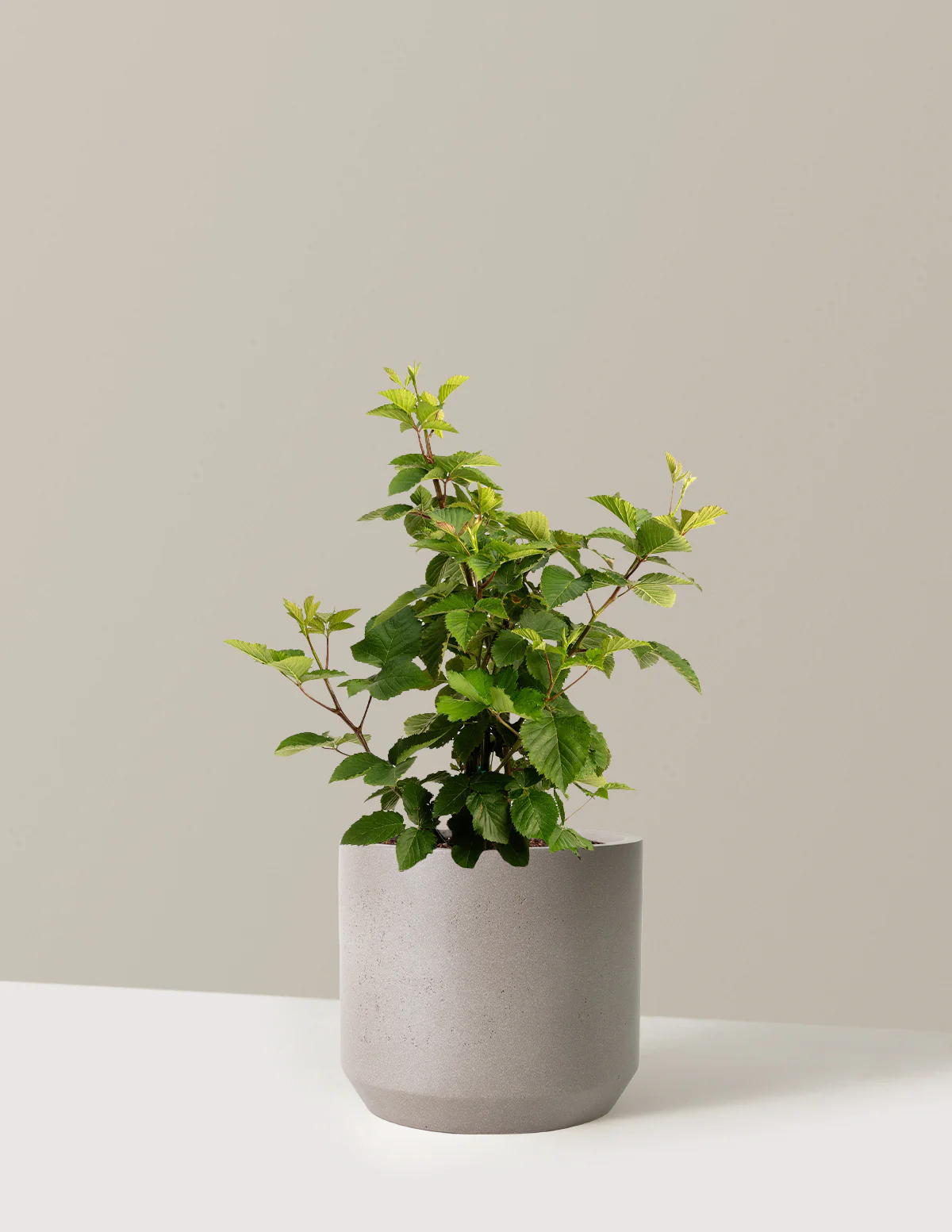 Thornless Blackberry Bush - Image 34