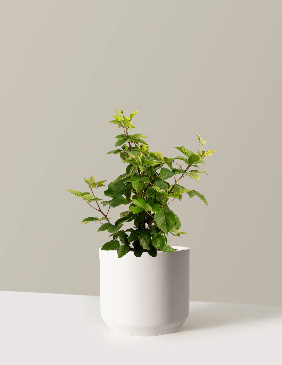 Thornless Blackberry Bush - Image 35