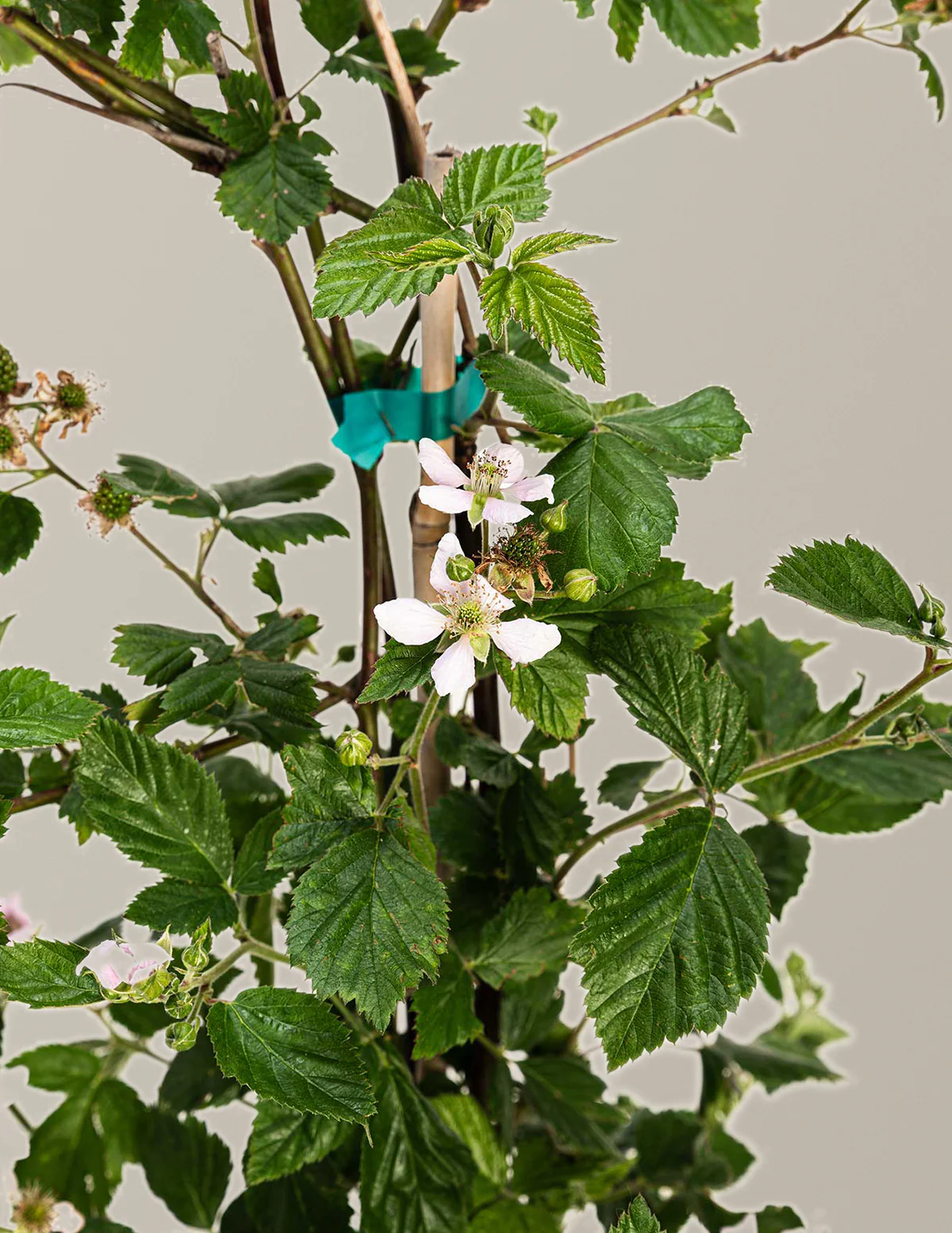 Thornless Blackberry Bush - Image 5