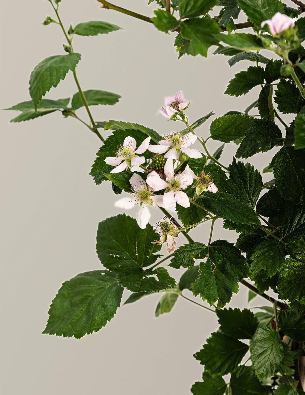 Thornless Blackberry Bush - Image 6