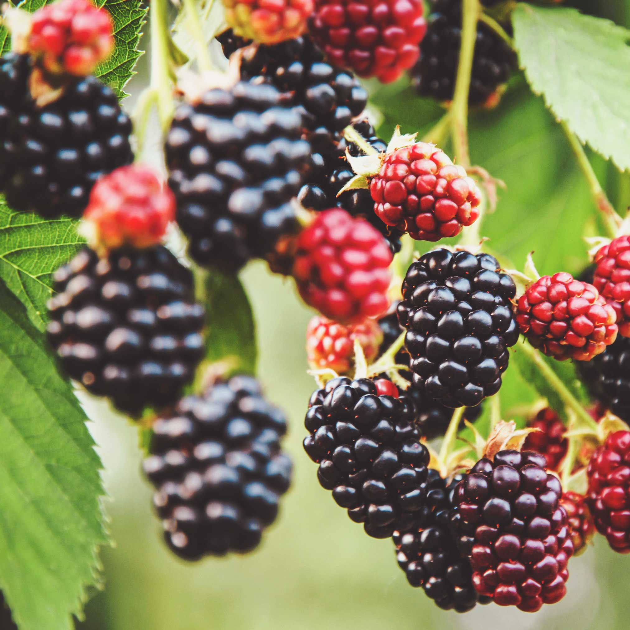 Thornless Blackberry Bush - Image 7
