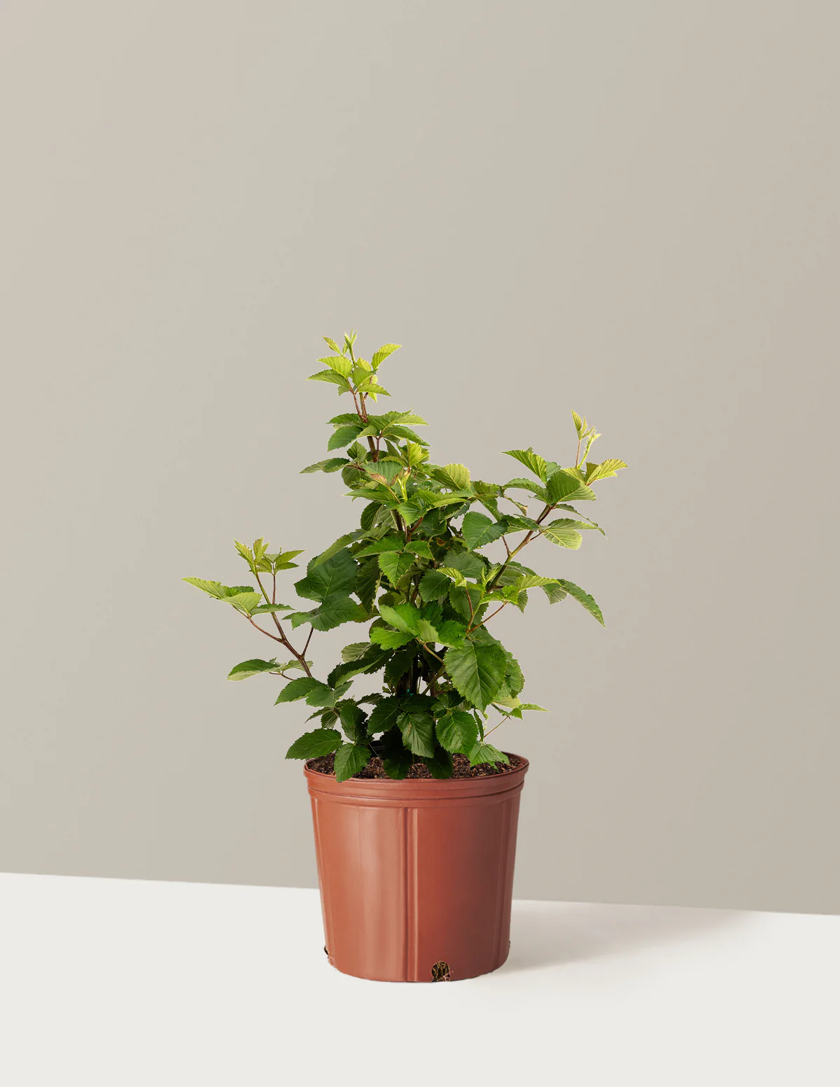 Thornless Blackberry Bush - Image 8